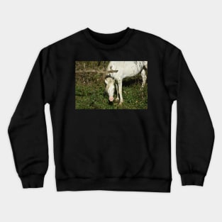 Wild Horse Crewneck Sweatshirt